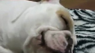 Dolci sogni per il bulldog dormiglione