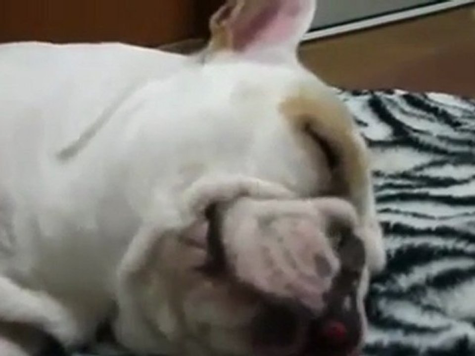 Dolci sogni per il bulldog dormiglione