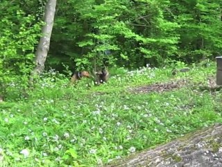 Loca et autres chiens 3