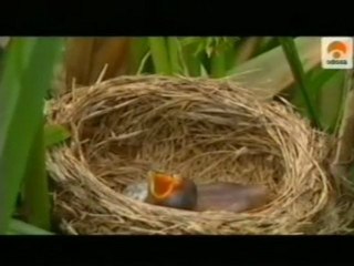 Simbiosis animal: Relaciones de conveniencia