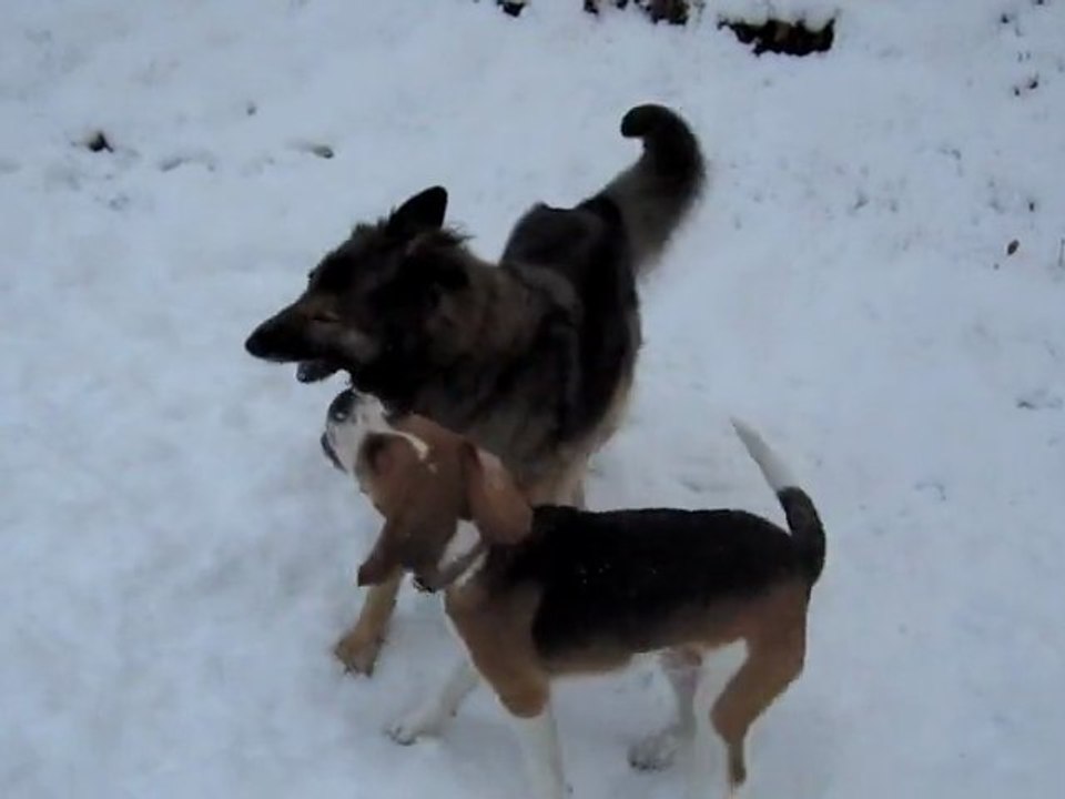 Bambou et Loca, 14.1.2010