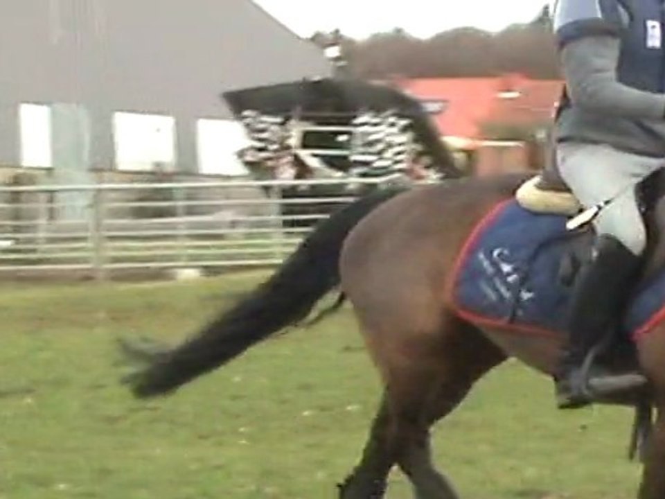 COMPLET - PONEY NEW FOREST NE EN 2004 - 1m45 - CONTRE BAS