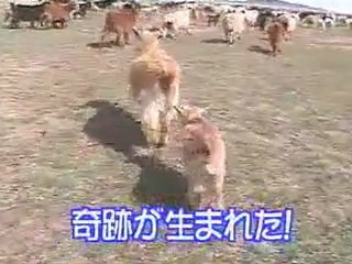 ヤギ親子の感動な再会シーンbyあいのり