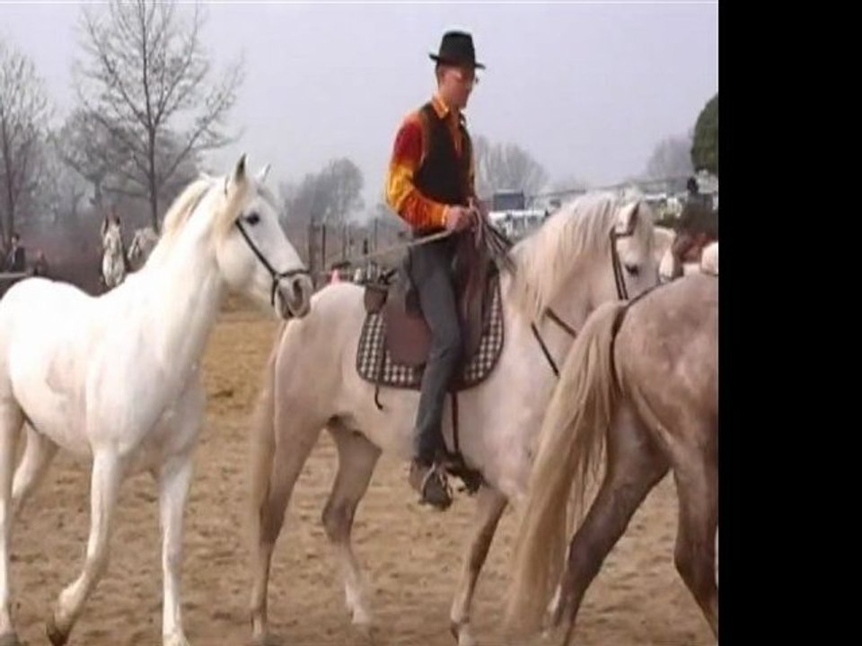 Presentations chevaux Camargue