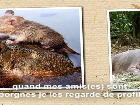 Pour la Saint Valentin avec nos amis(es) les animaux