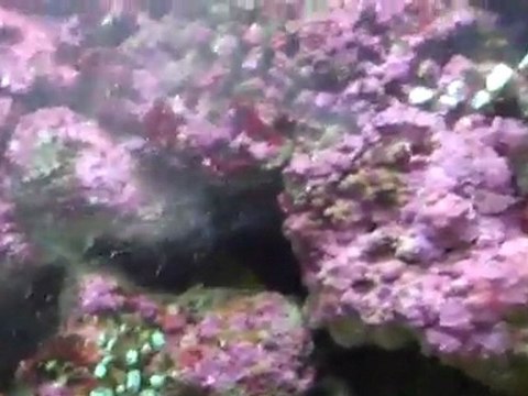 How to feed your corals.Tips for feeding your reef
