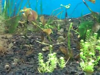 What to put on Fishtanktv.com? What you wanna know?