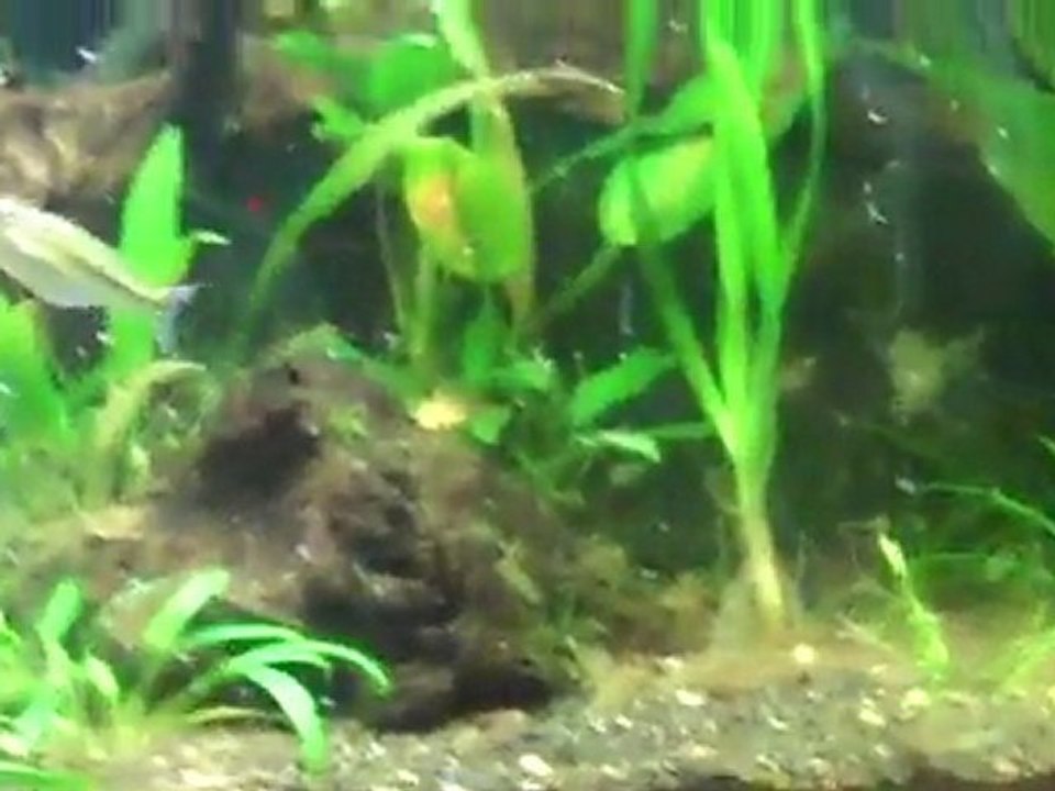 Meletonia Fredricki Rainbowfish