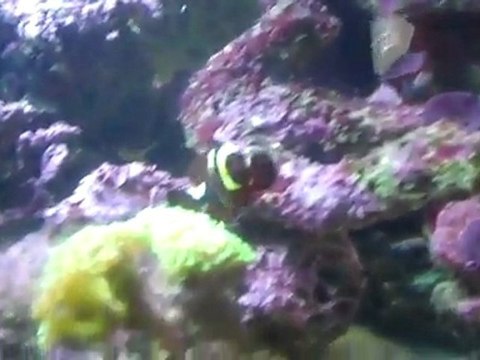 How to do a water change on your Reef tank part 2