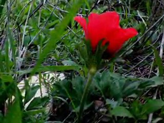 כלניות פלוס בגבעת העזים