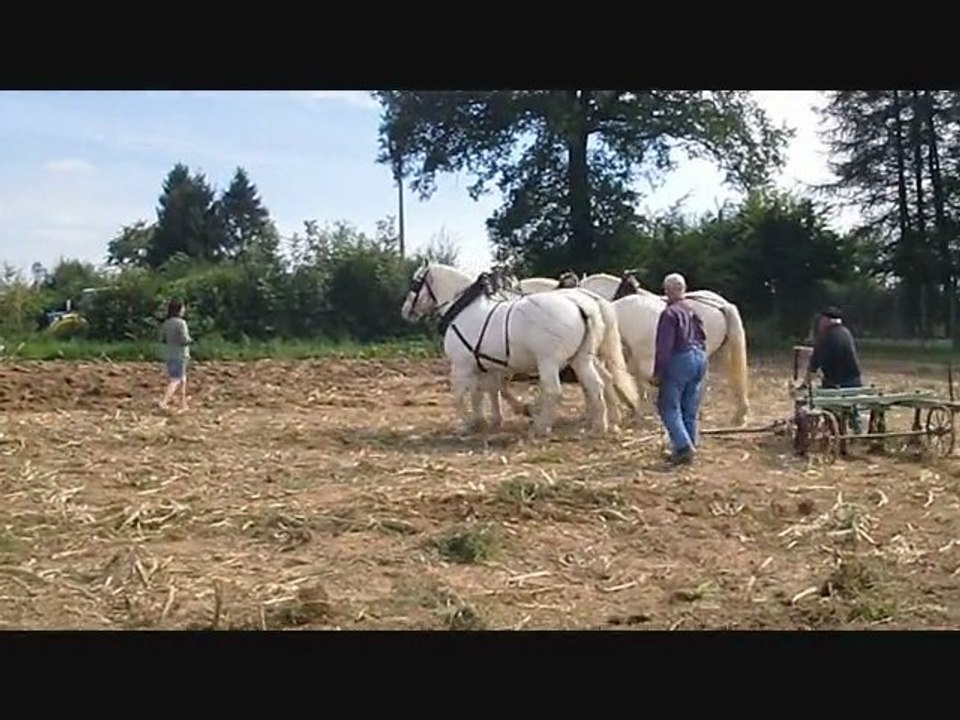 chevaux01