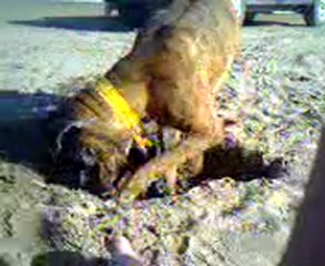 Cómo hacerse una cucha en la arena