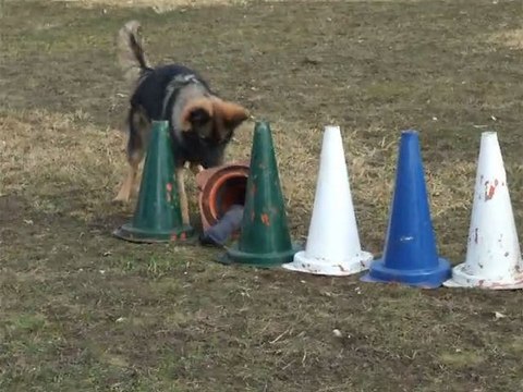 FALCON Du Domaine de Kilorff le 10/02/2011- Cherche Boudin