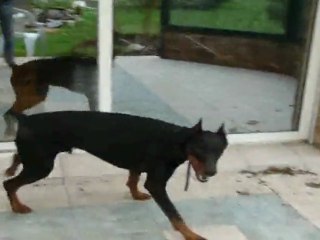 vador 7 ans et en pleine forme !