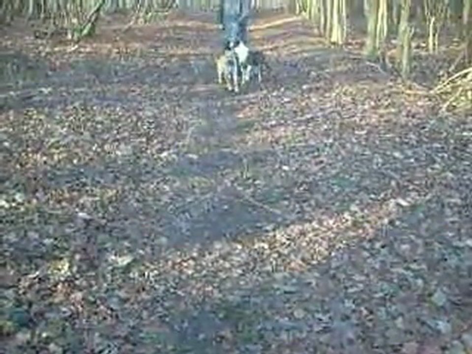 Boxer Cross - Dog Looking for Home @ DogsBlog.com