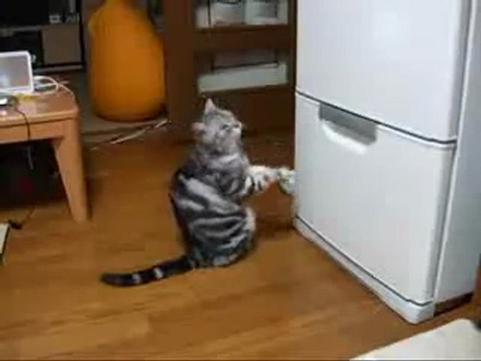 Очень голодный кот
