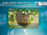 Pest Control in Tucson AZ - Wildcat Exterminating