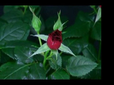 sevgili peygamberim-16