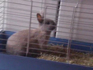 Neïla bébé lapin nain