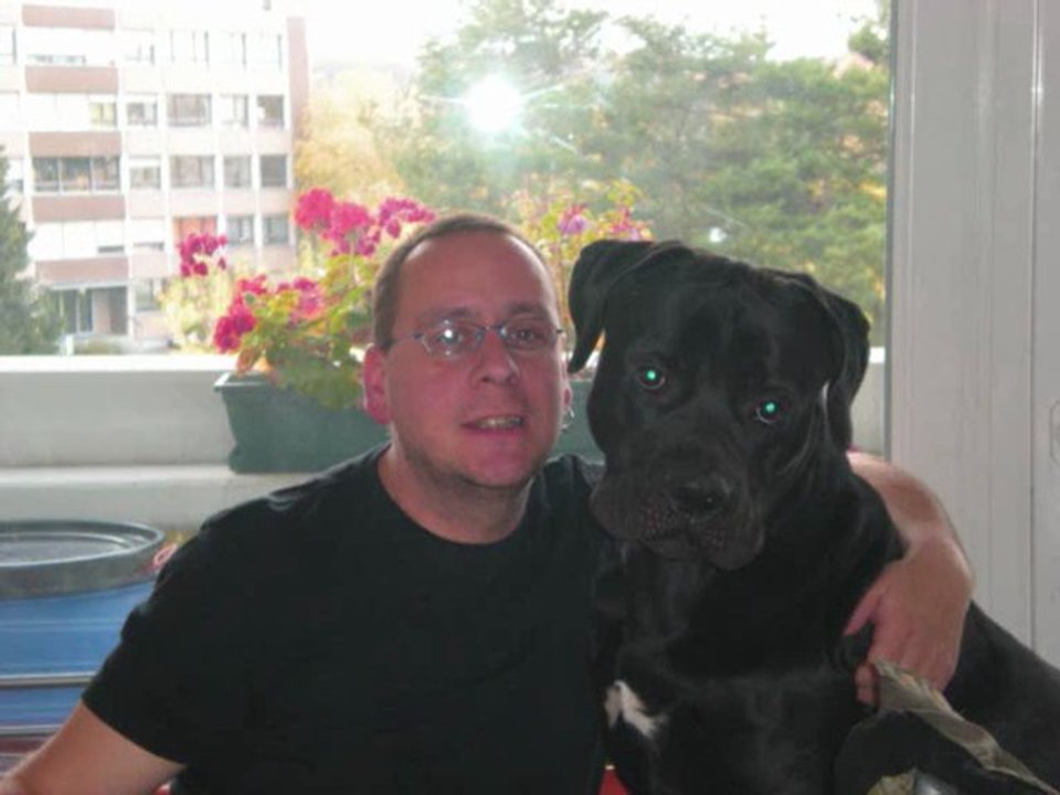 cane corso bosco des molosses de la vallee verte