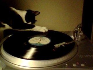 "octopus's garden"remix