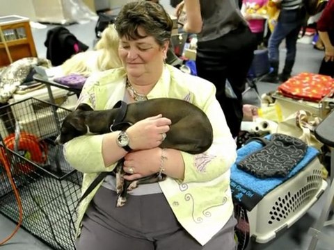 Concours annuel de beauté canine à New York