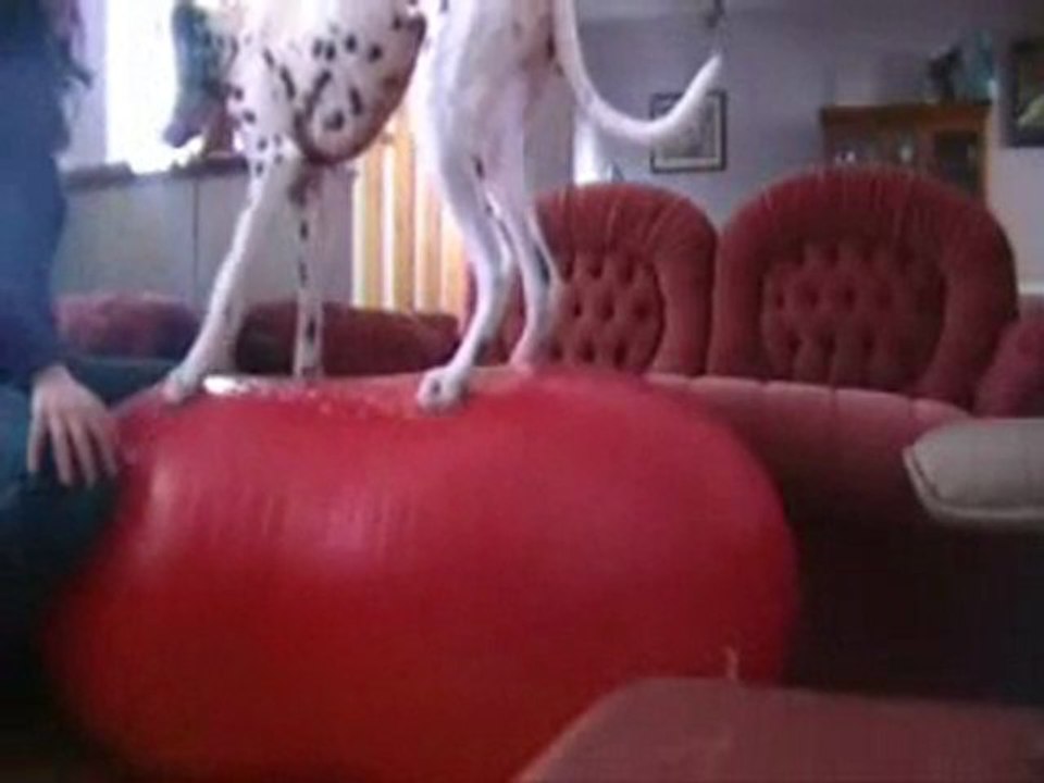 FitPaws Walee