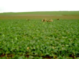 Sur les voies de la nuit dans le colza partie 2 le lancé