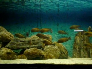 İlangi krallığı 1