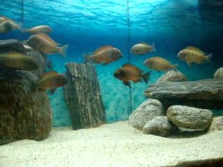 İlangi krallığı 5