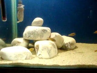 İlangi Krallığı 9