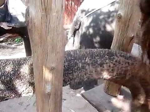 00034 Juste avant de monter sur l'éléphant