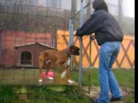 Дино (Тимба) - 2006.