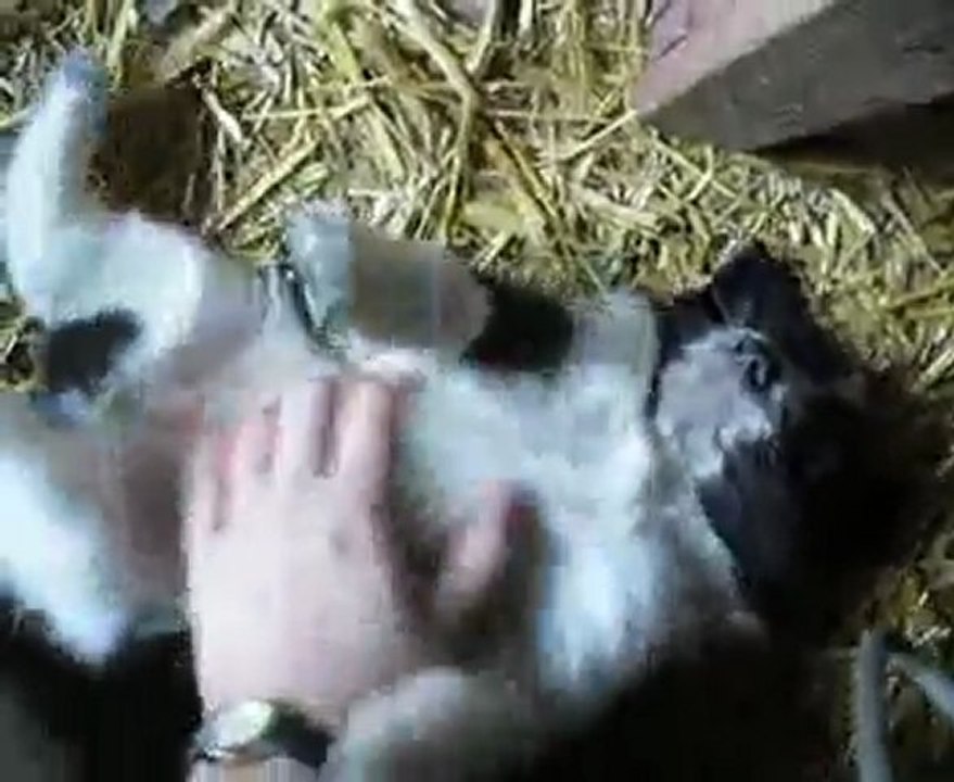 Gratouilles chiots - 5-02-11