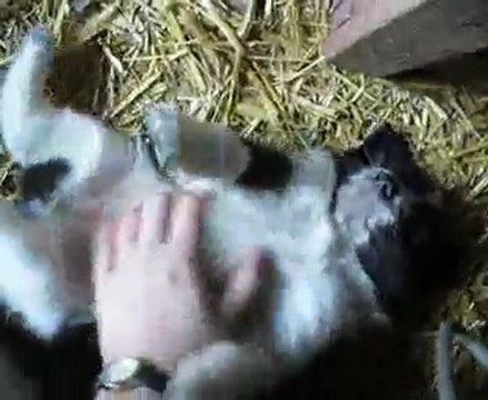 Gratouilles chiots - 5-02-11