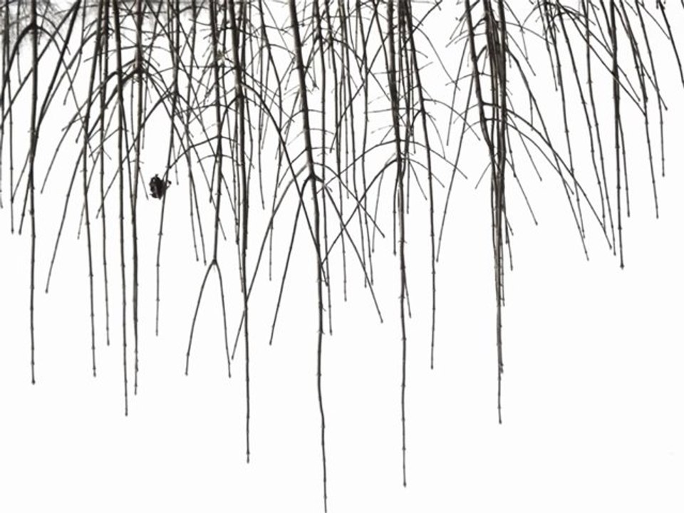 PASCAL RAVAT VERSION 2 LE BRUIT DES OISEAUX