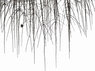 PASCAL RAVAT VERSION 2 LE BRUIT DES OISEAUX