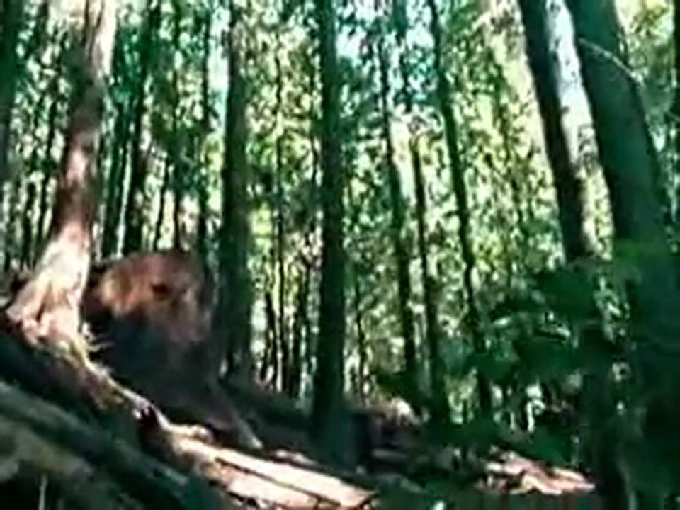 Kris Holm Freeride video