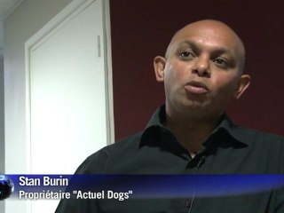 Hôtel pour chiens: le luxe à portée de pattes