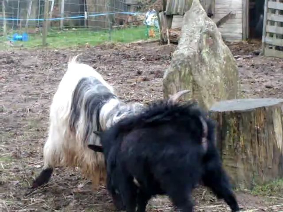 bouc des fossés vs bouc nain