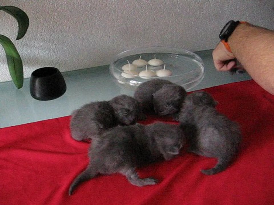 Bebe felindra 2