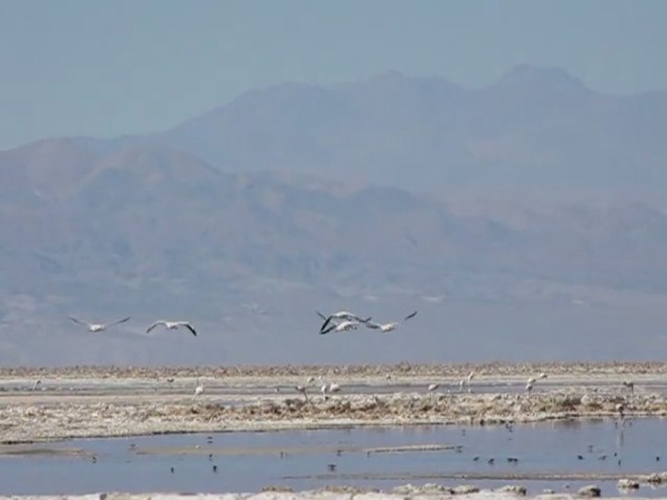 Flamants roses à la lagune Chaxa