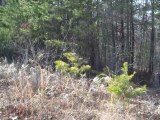buy land amherst, buying land amherst county