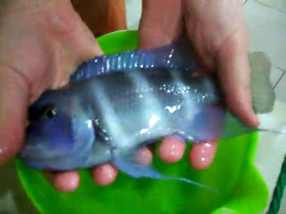 Erkek Blue Mpimbwe Skupina Kusturma Videosu