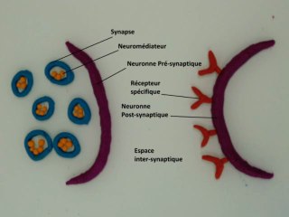 Guillaume jo emilie deborah