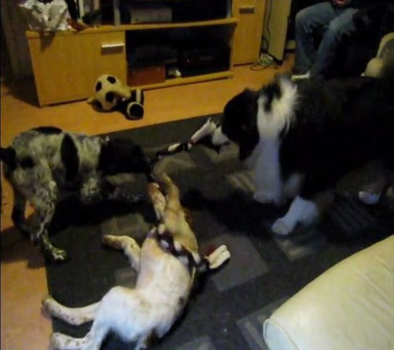 dexter fabio et First VS Tug
