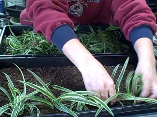 Making New Spider Plants Indoor Houseplant