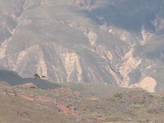 Un magnifique rapace en vol