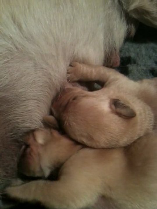 Les Labradors du Sable des Jhalles