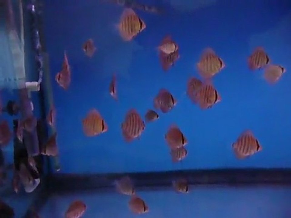 F3 Alenquer yavrular